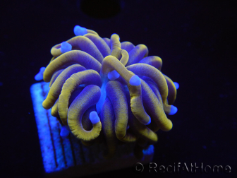 WYSIWYG Euphyllia glabrescens (Maricoltura acclimatato sotto LED) 8G6