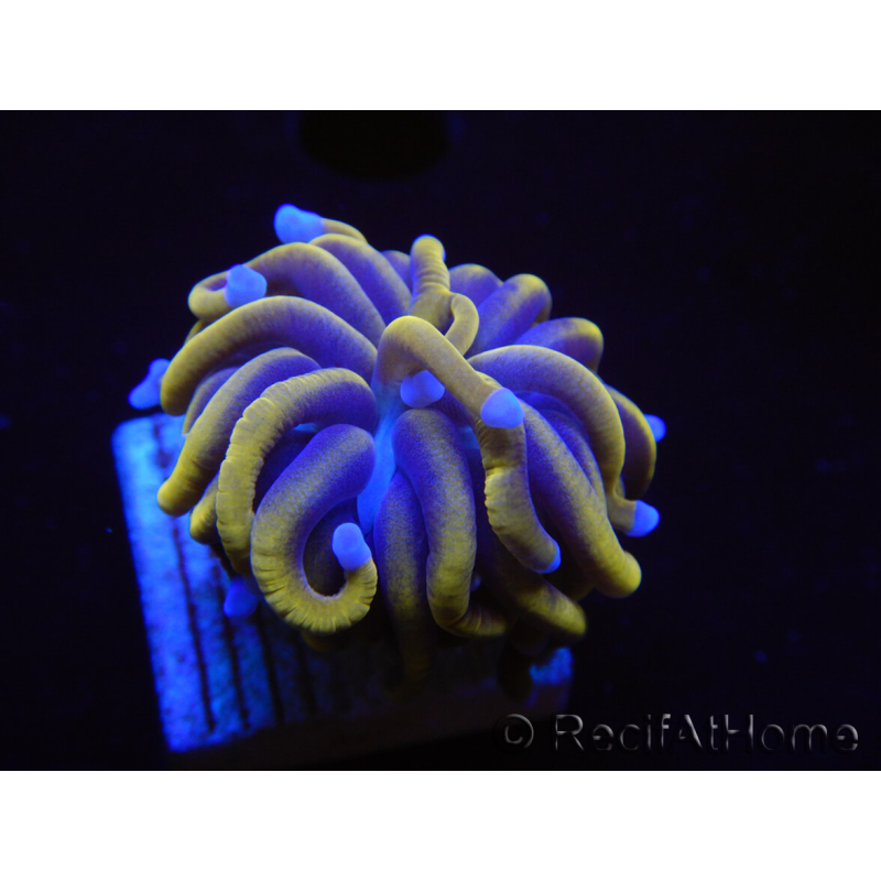 WYSIWYG Euphyllia glabrescens (Maricoltura acclimatato sotto LED) 8G6