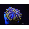 WYSIWYG Euphyllia glabrescens (Maricoltura acclimatato sotto LED) 8G6