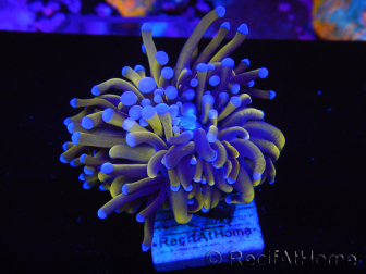 WYSIWYG Euphyllia glabrescens (Maricoltura acclimatata sotto LED) 8G7