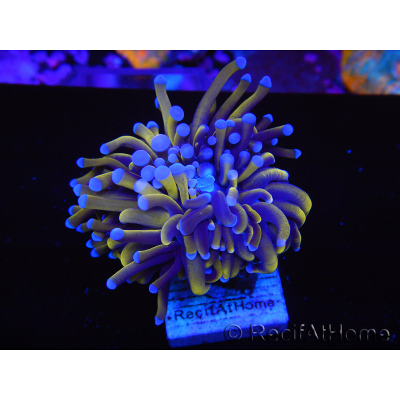 WYSIWYG Euphyllia glabrescens (Maricoltura acclimatata sotto LED) 8G7