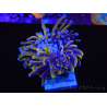 WYSIWYG Euphyllia glabrescens (Maricoltura acclimatata sotto LED) 8G7