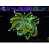 WYSIWYG Euphyllia glabrescens (Mariculture acclimaté sous LED) 8A1