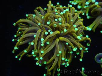 WYSIWYG Euphyllia glabrescens (Maricoltura acclimatata sotto LED) 8A3