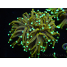 WYSIWYG Euphyllia glabrescens (Maricoltura acclimatata sotto LED) 8A3