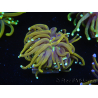 WYSIWYG Euphyllia glabrescens (Maricoltura acclimatata sotto LED) 8B1