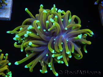 WYSIWYG Euphyllia glabrescens (Maricoltura acclimatata sotto LED) 8B2