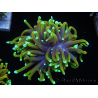 WYSIWYG Euphyllia glabrescens (Maricoltura acclimatata sotto LED) 8B2