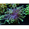 WYSIWYG Euphyllia glabrescens (Mariculture acclimaté sous LED) 8B3