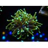 WYSIWYG Euphyllia glabrescens (Mariculture acclimaté sous LED) 8B4