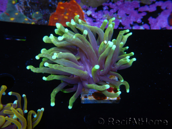 WYSIWYG Euphyllia glabrescens (Maricoltura acclimatata sotto LED) 8B7