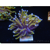 WYSIWYG Euphyllia glabrescens (Mariculture acclimaté sous LED) 8C1