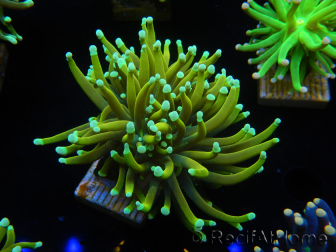 WYSIWYG Euphyllia glabrescens (Aquakultur, angepasst unter LED) 8C5