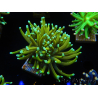 WYSIWYG Euphyllia glabrescens (Acclimated Mariculture under LED) 8C5