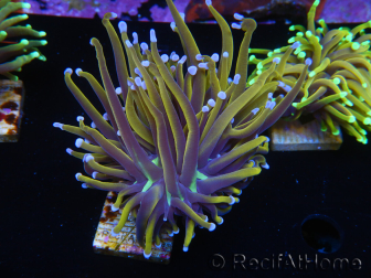 WYSIWYG Euphyllia glabrescens (Maricoltura acclimatata sotto LED) 8C6