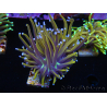 WYSIWYG Euphyllia glabrescens (Maricoltura acclimatata sotto LED) 8C6