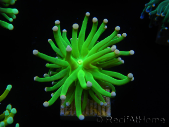 WYSIWYG Euphyllia glabrescens (Mariculture acclimaté sous LED) 8D2