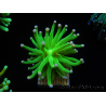 WYSIWYG Euphyllia glabrescens (Mariculture acclimaté sous LED) 8D2