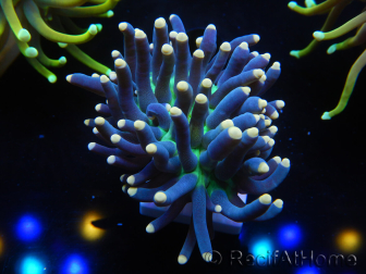 WYSIWYG Euphyllia glabrescens (Mariculture acclimaté sous LED) 8D3