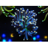 WYSIWYG Euphyllia glabrescens (Mariculture acclimaté sous LED) 8D3