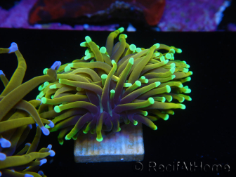 WYSIWYG Euphyllia glabrescens (Maricoltura acclimatata sotto LED) 8D4