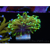 WYSIWYG Euphyllia glabrescens (Maricoltura acclimatata sotto LED) 8D4