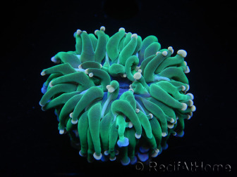 WYSIWYG Euphyllia glabrescens (Maricultura acclimata sotto LED) 8D6