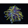 WYSIWYG Euphyllia glabrescens (Mariculture acclimaté sous LED) 8E1