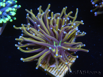 WYSIWYG Euphyllia glabrescens (Mariculture acclimaté sous LED) 8F7