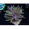 WYSIWYG Euphyllia glabrescens (Mariculture acclimaté sous LED) 8F7