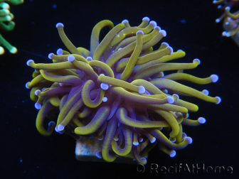 WYSIWYG Euphyllia glabrescens (Maricultura acclimatata sotto LED) 8G1