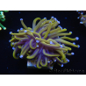 WYSIWYG Euphyllia glabrescens (Maricultura acclimatata sotto LED) 8G1