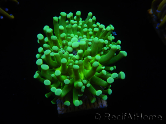 WYSIWYG Euphyllia glabrescens (Maricultura acclimatata sotto LED) 8G5