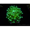 WYSIWYG Euphyllia glabrescens (Maricultura acclimatata sotto LED) 8G5