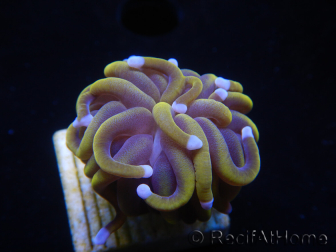 WYSIWYG Euphyllia glabrescens (Maricoltura acclimatato sotto LED) 8G6