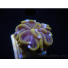 WYSIWYG Euphyllia glabrescens (Maricoltura acclimatato sotto LED) 8G6