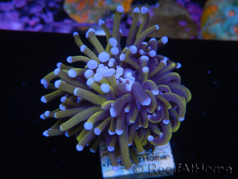 WYSIWYG Euphyllia glabrescens (Maricoltura acclimatata sotto LED) 8G7