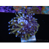 WYSIWYG Euphyllia glabrescens (Maricoltura acclimatata sotto LED) 8G7