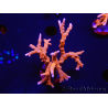 WYSIWYG - JF TNT Anacropora 18C1