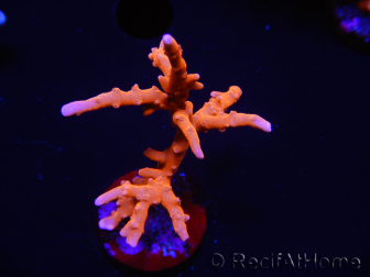 WYSIWYG - JF TNT Anacropora 18C4