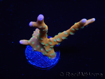 WYSIWYG - MH Tropicana Anacropora 18E3