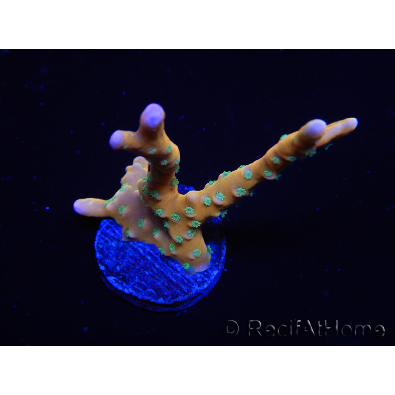 WYSIWYG - MH Tropicana Anacropora 18E3