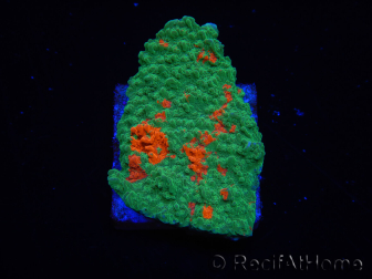 WYSIWYG Montipora plateau GRAFTED ULTRA A1