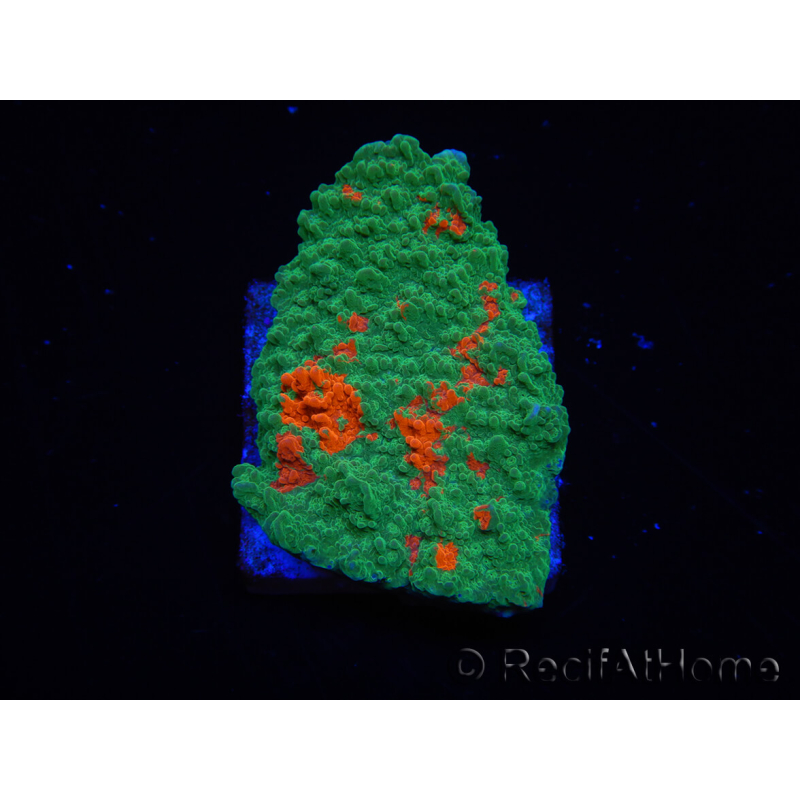 WYSIWYG Montipora plateau GRAFTED ULTRA A1