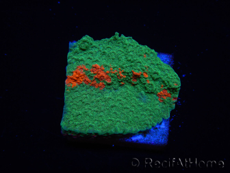 WYSIWYG Montipora plateau GRAFTED ULTRA A2