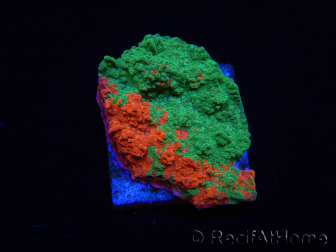 WYSIWYG Montipora plateau GRAFTED ULTRA A4