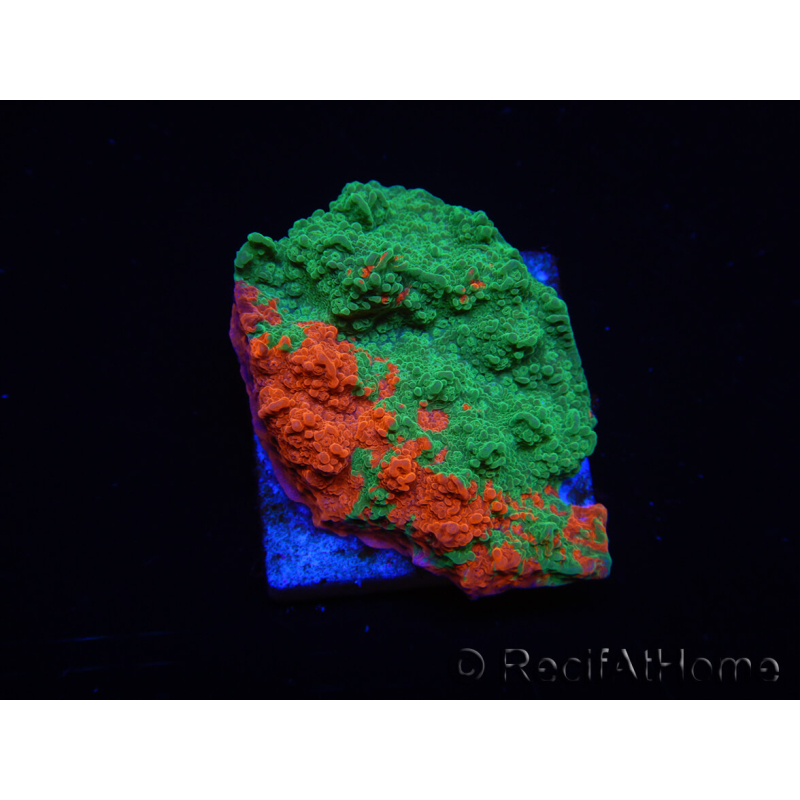 WYSIWYG Montipora plate GRAFTED ULTRA A4