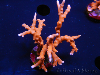 WYSIWYG - JF TNT Anacropora 18C1