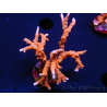 WYSIWYG - JF TNT Anacropora 18C1