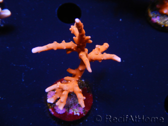 WYSIWYG - JF TNT Anacropora 18C4